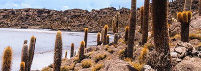 Uyuni Treatment